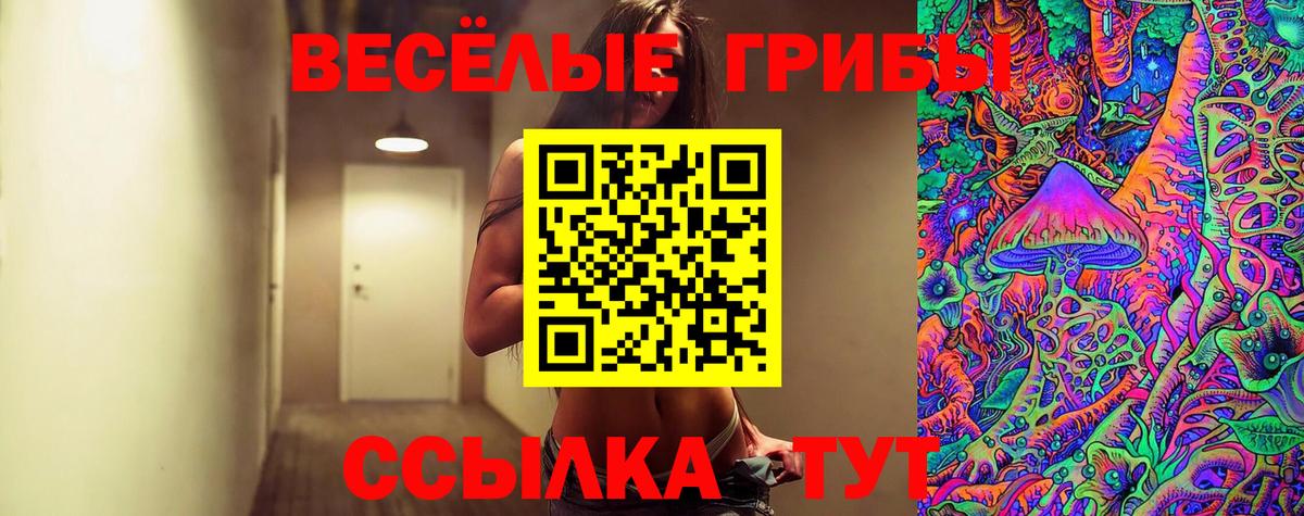 Псилоцибиновые грибы Psilocybine cubensis Нальчик