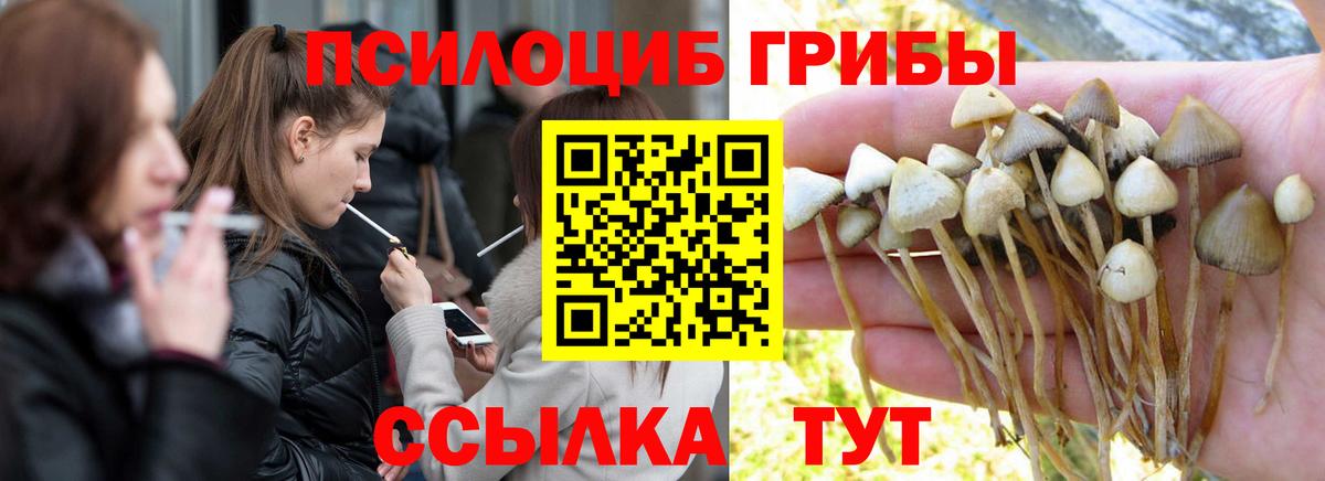 Псилоцибиновые грибы Psilocybe  Вход с VPN  Нальчик 